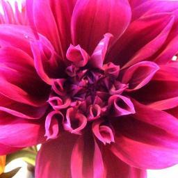 ZelieBillins's profile picture. Flower farm and florist growing and selling English country garden flowers in East Sussex

http://t.co/ixa0MrgYE3