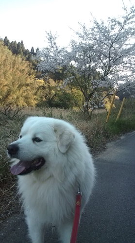 医療系肉体労働#星ドラ#モンスト
１児のパパで愛妻家。愛犬はグレートピレニーズ。