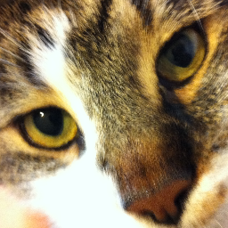 Cats are natural born samurais.