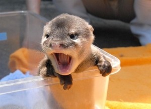 さぶあか