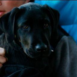 davidmbuller's profile picture. 