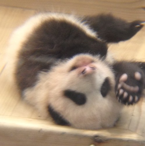 laalaapanda's profile picture. 香港・台湾・沖縄、パンダ（大熊猫）、花火、写真、映画鑑賞、旅行、航空機、天体観測、松本零士、海月、CPOP、五月天、謝謝大家V(^_^)V。