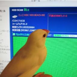 写真は飼ってた文鳥のおこめちゃんがHDDチェックを見守っているご様子！