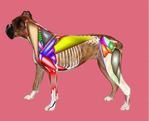 ActiveLesson's profile picture. An educational application creation platform that instructors can use to create interactive educational resources optimized for mobile devices and tablets.