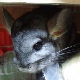 kabuto_esi's profile picture. グラブル/ウマ娘/プリコネ/ゴルシ好き
YouTubeに動画をアップしてます

ウマ娘は専用垢に移動しました
https://t.co/6HHNlMAUln

騎空団員募集中。Ｂランク目指して活動中。
入団希望の方はメッセージ下さい。