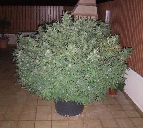 Me encanta la,marihuana.