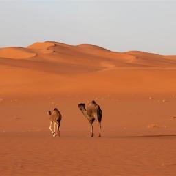 leonormassanet's profile picture. 