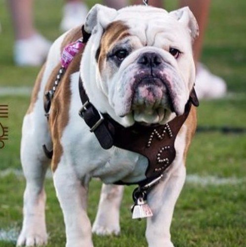 Hunting or Golfing which one today? Love my BullDawgs - Hail State - Ballin All the Time - - J.R. Ewing