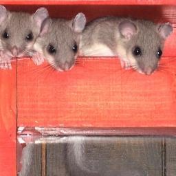 Zwiegel21's profile picture. Mit Sicherheit OBEN BLEIBEN