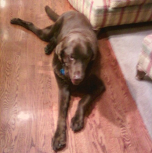 commishfour's profile picture. 