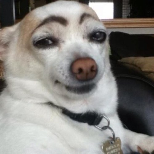 Tuiteand0's profile picture. #TeamFollowBack. 
Hago como que tuiteo. Sígueme y te sigo. PERO A LA VERGA.