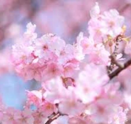 春うた歌詞bot Sakurasong Bot Twitter