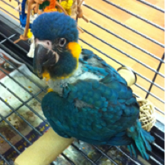 @Masa_Naples mascot! Tweeting about her favorite Masa restaurant and Naples adventures! Follow her on FB: http://t.co/adiaU4gL