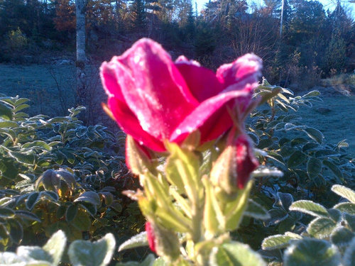 bmvautour's profile picture. 