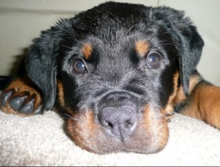 X99MEL's profile picture. 