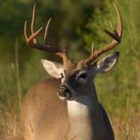 Common Deer (@_thecommondeer) 's Twitter Profile
