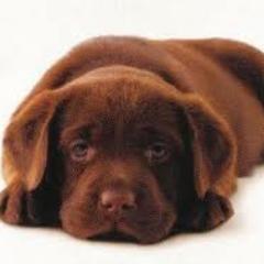 BonnieWeinhold's profile picture. Great products for your four-legged best friend plus blogs and articles that inform, educate, and entertain on all things pet related.