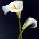 Karen Jeffries - @Karen_artz - Twitter