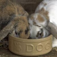 Ossie B (@jucklebutt) 's Twitter Profile Photo