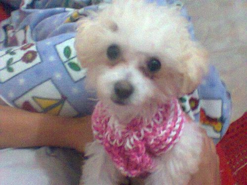 meu nome é Naome   de Oliveira De Jesus sou uma cachorra muito fofa e linda tenho 10 meses de vida
