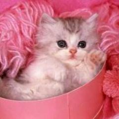 ghofraneghallou's profile picture. 