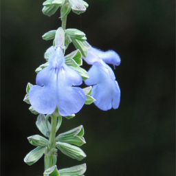 Beech Hollow Wildflower Farm