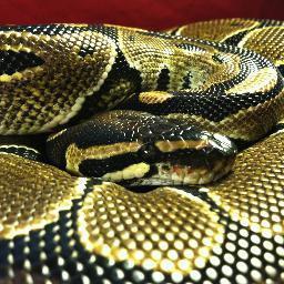 Our goal is to increase the reptile community's knowledge as we ourselves learn from you.