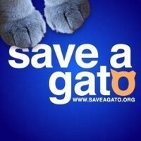 Save a Gato (@saveagatopr) 's Twitter Profile
