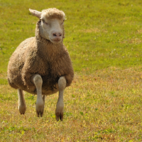 Paddy (@pcrean) 's Twitter Profile