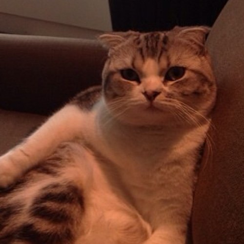 Hi I'm Meredith, @taylorswift13 's cat :) I love to sleep all day :) Thanks for following me! @tinacalderarmy @armytinacalder are my best friends