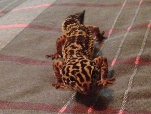 ThatBaldGuy95's profile picture. 