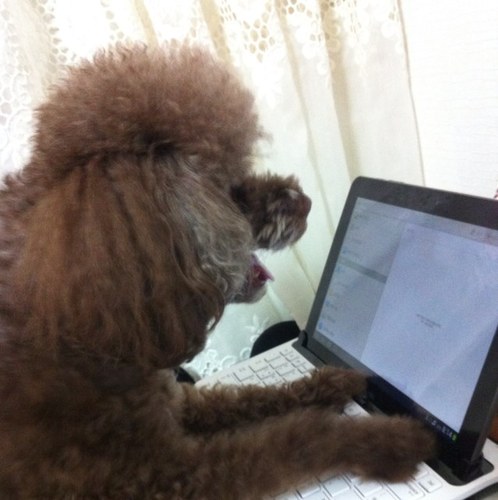 Game Programmer
