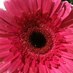 Karen Lavis (@karenlavis) Twitter profile photo Karen Lavis (@karenlavis) Twitter profile photo