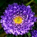 Pam Chalmers - @itgirl5985 - Twitter