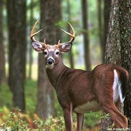 Follow me too relate too hunting moments and fun times with all sorts of hunting..Deer,coon,bird,fishing,coyote everything.