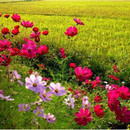 kdr3370's profile picture. 나는 산을 좋아합니다.