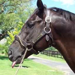 ajbarker111's profile picture. Husband to the best in the job, father of two amazing kids,  @sydneyroosters tragic, thoroughbred racing enthusiast, family man. Sth Tablelands NSW Australia