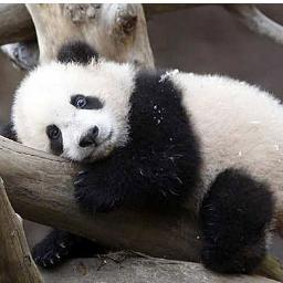 SavePandas2's profile picture. Trying to save the endangered pandas!