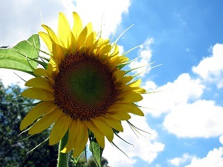 tiramisu080's profile picture. アメリカ留学した後、ネットで起業。本格的にはじめて半年が経つがまだまだ修行の身でござる。アメリカ留学したときの経験がものすごくよくて、また世界を放浪したいと思っている。一人旅/笑顔/オーケストラ/音楽/ネットビジネス/アフィリエイト/コピーライティング/銀魂/読書/漫画/スターバックス/ひまわり/英語/