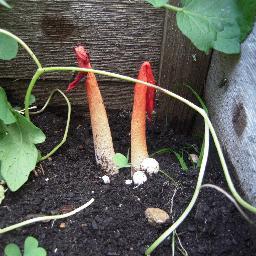love cats, growing food to give away, love cats, always wanted to fly in the Concorde, Doctor Who, Star Trek (get my username?), love cats, roller derby. yeah.