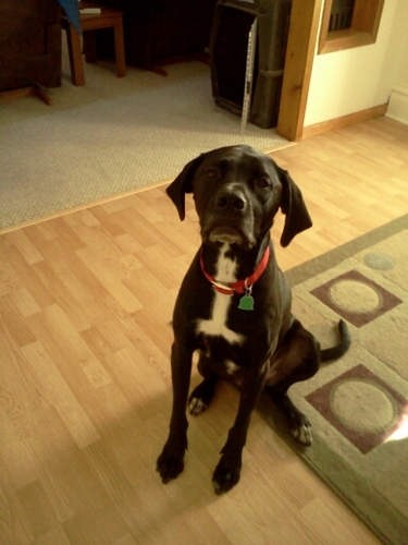 ClukahHeather's profile picture. 