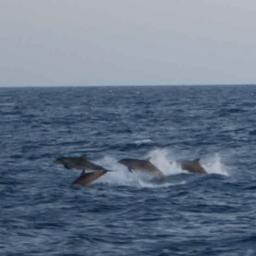http://t.co/WVOAdbiN28 | #Biological @_Oceanography, #Marine #Biology, #Ecology, #Science, #Conservation | #BioOceanography #BioOcean | @BioOceanogr