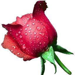 jayantdetroja's profile picture. 