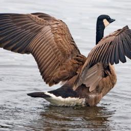 go00se's profile picture. 