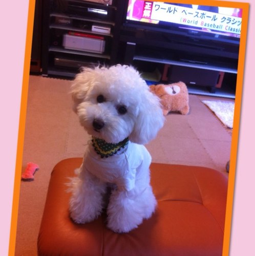 TVXQ。(╭☞•́⍛•̀)╭☞。。JYJ   2PM（チャン）。BONNIEPINK。。ヾ(❛◡❛〃aozorafantasii【☆+:.｡*ﾟ・・ﾟ*｡.:+★】〃❛◡❛)ノ.. KAN。。。‘宇 江佐真理’。おおざっぱ。ふぅ。ほっこり。。トイプードルのモコが我が家に来ました。f(o^−^o)よろしく。。ﾈ