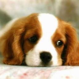 KyleCarmelo's profile picture. 