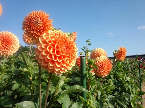 どうも、ダリアの写真なのに緋衣草です。デートの時に撮った写真なので記念に残していることをお許しください。30↑。興味は洋画・海外ドラマ・アニメ(中の人重視)。旅かえるもタヌキとキツネも、かわいい。エイティシックスの沼に落下してしまいました。サニティーグリーンを賜る@殲滅戦隊 ぶん学者みならい