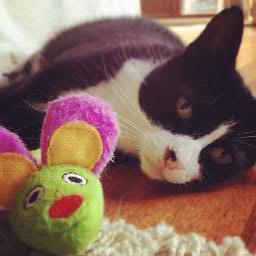 i Harry Styles's favorite cat, i love sleep, eat and play with furniture