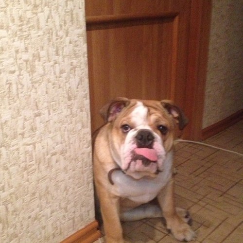 SlavaTr's profile picture. 