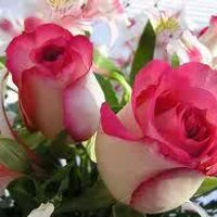 آمنة (@amansoori4) 's Twitter Profile